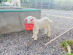 -前小桔亲子创意农场·草莓采摘·露营烧烤