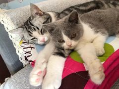 -猫大福·Fortune Cat猫舍(百子湾店)