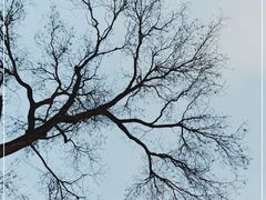 -北京大学燕东园