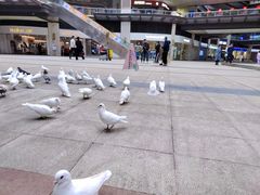 -大鹏佳兆业广场