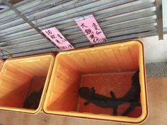 -荔城生鲜盛宴(番禺旗舰店)