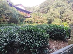 -阿巧茶庄