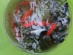 -合肥滨湖国家森林公园