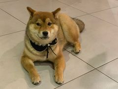 -柴务处·柴犬主题狗咖