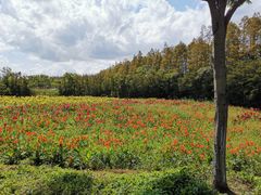 -上海长兴岛郊野公园