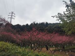 -重庆彩云湖湿地公园