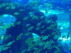 -成都浩海立方海洋公园