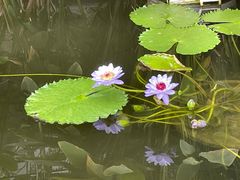 -国家植物园南园