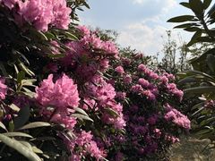 -名花谷生态庄园