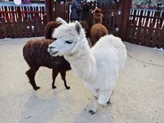 -大连森林动物园