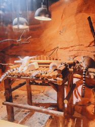 -Zoolung Zoolung动物主题公园(海信广场店)