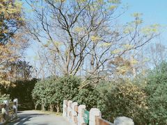-上海滨江森林公园