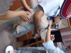 iphone_upload_pic-爱侣宠医·鹦鹉专科·小型哺乳类·异宠专科(灵石路店)