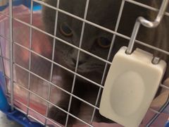 -瑞派伍一宠物医院·眼科·骨科·猫科转诊中心(马王堆院)