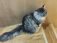-MOCHA明星猫咖(田子坊店)