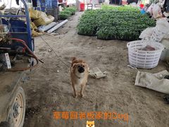 -喜杨洋草莓采摘园