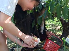 -南汇水蜜桃采摘(大团店)