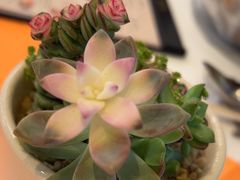 -美心·翠园(港汇恒隆广场店)