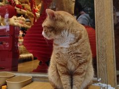 -猫的天空之城概念书店(大学路店)