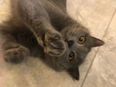 -有猫儿腻咖啡厅.猫咖