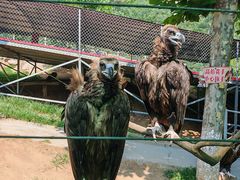 -西霞口神雕山野生动物世界