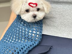 -天使宠物医院·犬猫分诊(彩虹店)