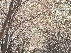 -桃花堤公园