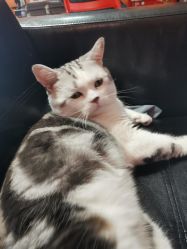 -众刺纹画·纹身·穿孔饰品·海娜定制