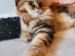 -猫儿山۰猫主题餐厅