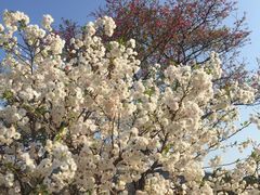 -天适樱花悠乐园