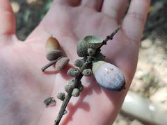 -杭州半山国家森林公园