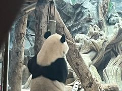 -武汉动物园