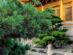 -上海东林寺(金山区)
