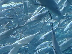 -上海海洋水族馆