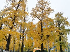 -两江幸福广场