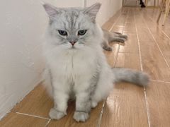 -猫友咖啡店(玉林西路店)
