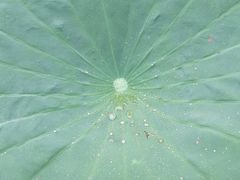 -陈家山荷花公园