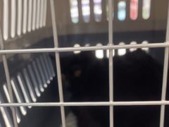 -四月宠物医院·猫专科·心脏专科·内科(转塘店)