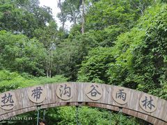 -西双版纳原始森林公园