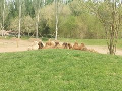 -北京野生动物园