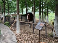 -合肥滨湖国家森林公园