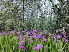 -两河城市森林公园