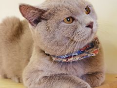 -猫にゃん · 猫的隐藏屋猫咖(麦地旗舰店)