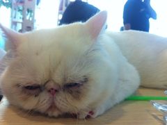 iphone_upload_pic-萌喵宠狗爱心宠咖