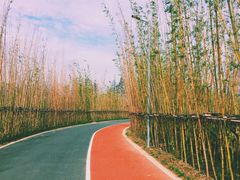 -上海长兴岛郊野公园