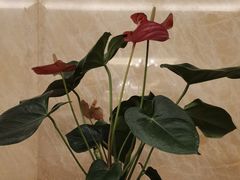 -小八仙·八方(移民广场店)