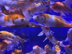 -左海海底世界