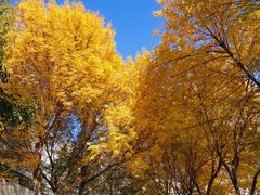 -北京国家会计学院