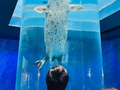 -海合安武汉极地海洋公园