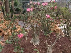 -南通洲际绿博园